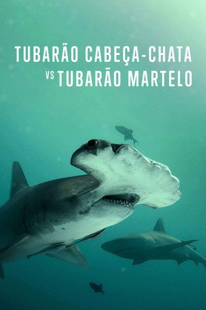 Bull Shark vs. Hammerhead 17