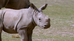 Secrets of the Zoo: Down Under: 1×3