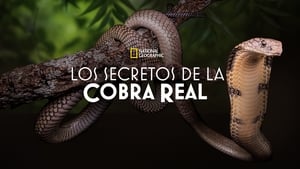 Secrets of the King Cobra