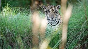 Jaguars: Brazil's Super Cats