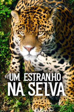 Um Estranho na Selva - Temporada 1