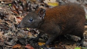 Australia's First 4 Billion Years Strange Creatures