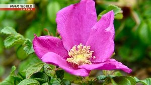 Journeys in Japan: 13×16