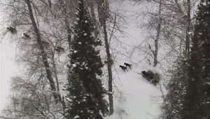 Surviving the Alaska Range