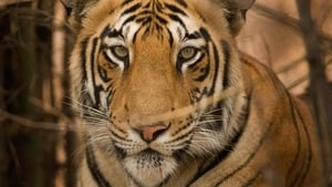 Image Tiger Jungles