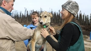 Dr. Oakley, Yukon Vet Raging Bison