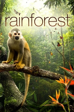 Image Secret Life of the Rainforest