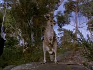 Skippy the Bush Kangaroo Poachers