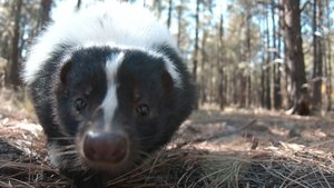 Super Senses: The Secret Power of Animals Scent