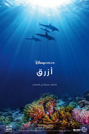 Dolphin Reef