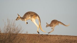 Australia Remastered Kangaroo Tales