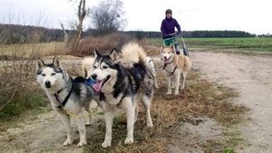 So weit die Huskys laufen (4)