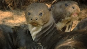 Big Beasts The Giant Otter