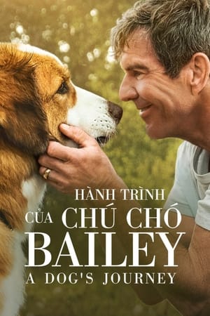 Image Hành Trình Của Chú Chó Bailey