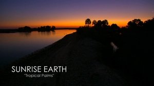 Sunrise Earth Tropical Palms