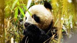 Wild China Land of the Panda