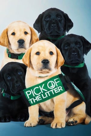 Poster Piccoli Cani da guida crescono 2019
