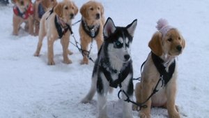 Snow Buddies: Cachorros en la nieve