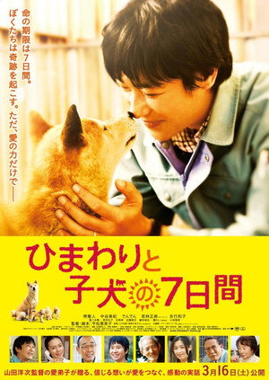 7 Days of Himawari & Her Puppies