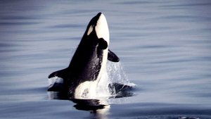 Journeys in Japan: 12×23