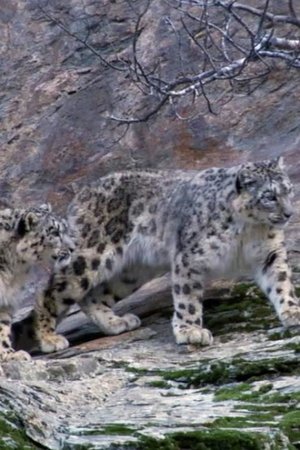 Image Capturing The Rare Snow Leopard On Camera