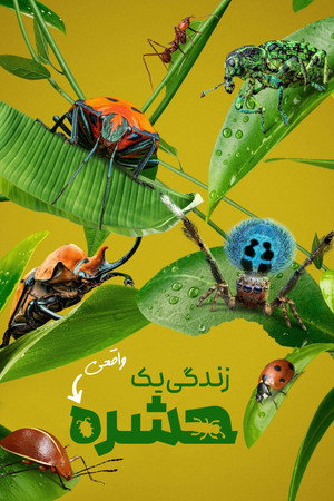 زندگی واقعی یک حشره