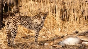 Serengeti Speed Queen