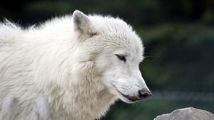 White Wolves – A Cry in the Wild II