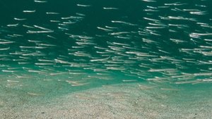 Seabed