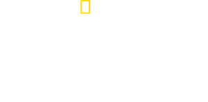 Felinos da Tailândia