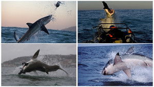 Shark Attack 2013 En Netflix