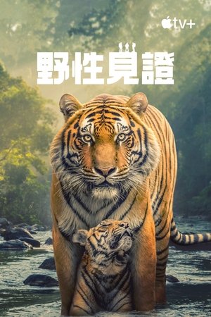 Image 野性生灵