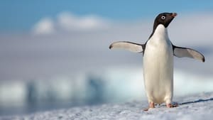 PENGUINS (2019) เพนกวิน