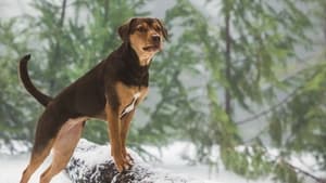 A Dog s Way Home (2019) ดูหนังชีวิตของน้องหมาที่เดินทางกว่า400ไมล์ไปหาเจ้าของ