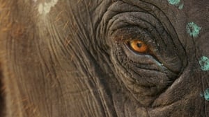 The Elephant Whisperers Subtitles English Arabic Bangla Indonesian SRT – 2022
