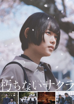 Sakura