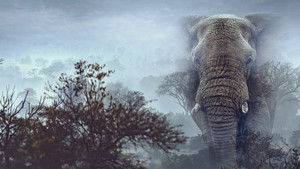 Elefantes Fantasmas