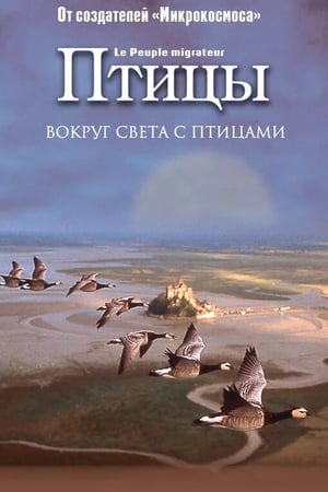 Poster Птицы 2001