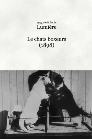Poster Les chats boxeurs 1898