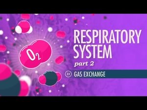 Crash Course Anatomy & Physiology Respiratory System, Part 2