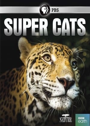 Poster Super Cats 2018