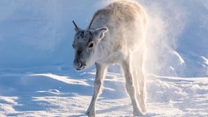 Ailo: Une odyssée en Laponie