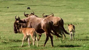 All About Animals EP4