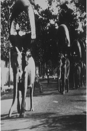 Promenades des éléphants à Phnom Penh