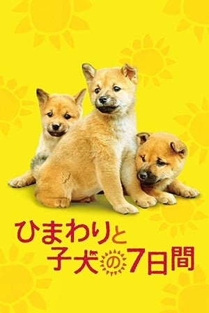 Poster 向日葵与幼犬的7天 2013