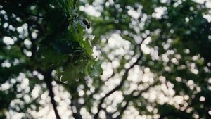Images posters