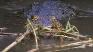 Mysterious Creatures with Forrest Galante Croc Witchcraft