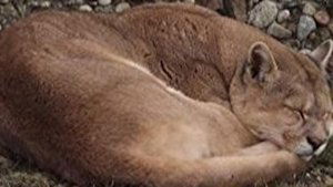 The Secret Lives Of Big Cats The Secret Lives of Pumas