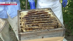 Japanese Honeybees