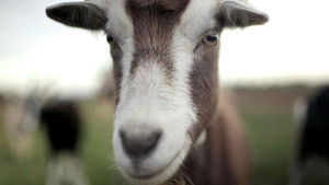 Landschwärmer: 1×4 {year} Online En Netflix